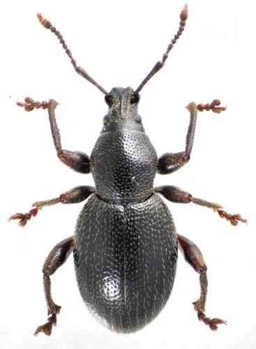 Otiorhynchus seriehispidus